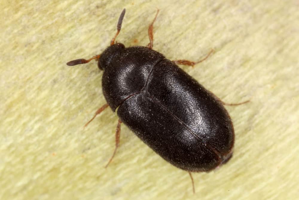 Rid Yourself of Carpet Beetles